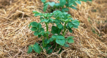 Jak správně sázet a pěstovat brambory pod slámou nebo senem?